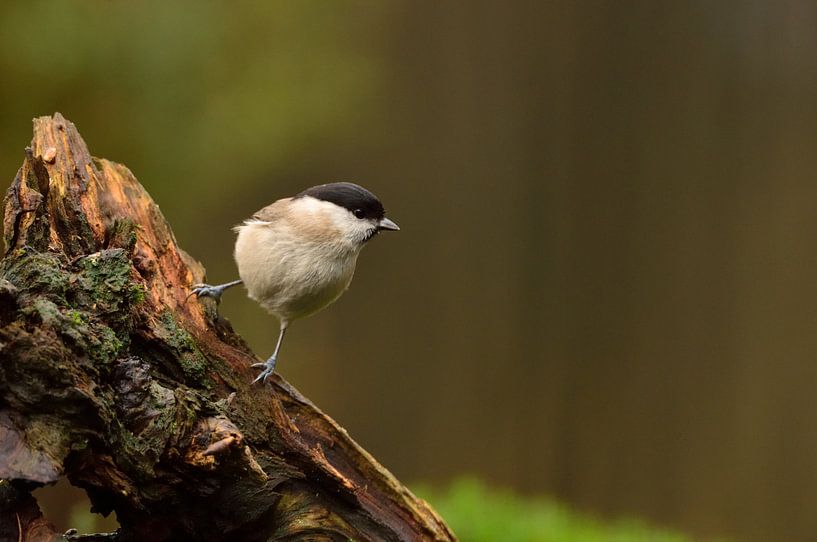 Glanskop by Ruud Scherpenisse