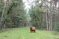 Schottischer Hochlandbewohner im Wald von Drenthe
