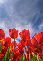 Rote Tulpen tanzen unter dem azurblauen Himmel