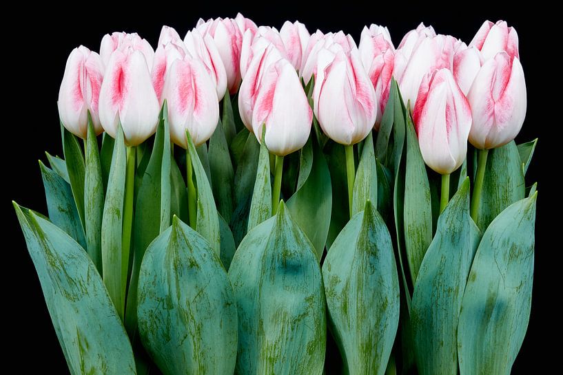 beautiful tulips par eric van der eijkj