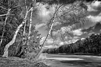 Arbres d'hiver au bord du lac gelé