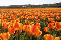 Tulipes orange