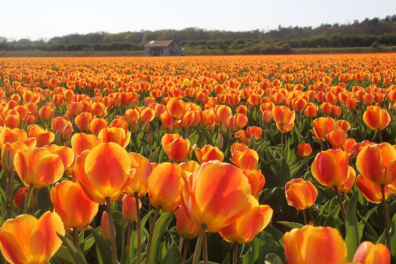 Tulipes orange par Geert Heldens
