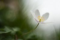 Buschwindröschen - Anemone nemorosa