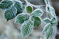 Green leaves with a layer of ice