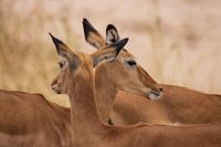 Impala's in Tansania