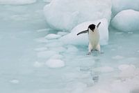 Jumping Adelie Pinguin Antarctica