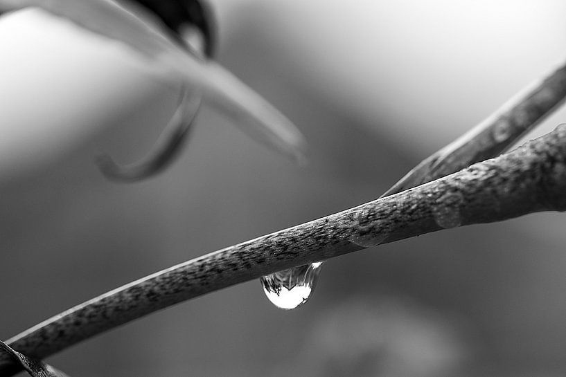 Gouttes d'eau sur une branche | Macrophotographie par Flatfield
