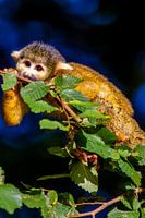 Süßer Eichhörnchenaffe