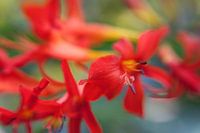Crocosmia