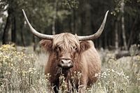 Majestätischer schottischer Highlander, fotografiert im Naturschutzgebiet Stippelberg, Deurne. Eine zeitlose Darstellung von Ruhe und natürlicher Schönheit.