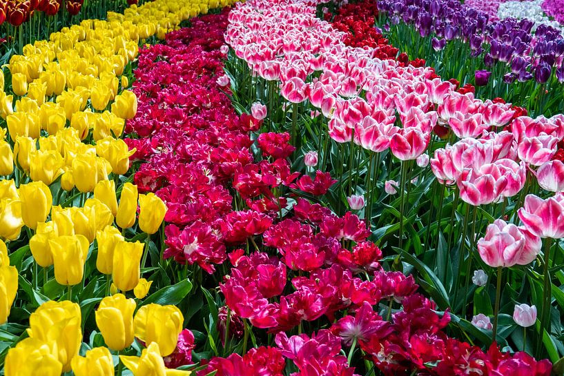 Niederländische Blumenfelder von Jayzon Photo