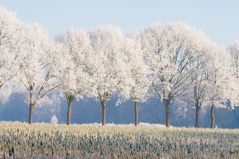 winter row of trees 2 Sint-Michielsgestel by Arnoud Kunst