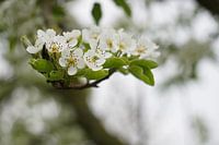 Les cerisiers en fleurs au printemps