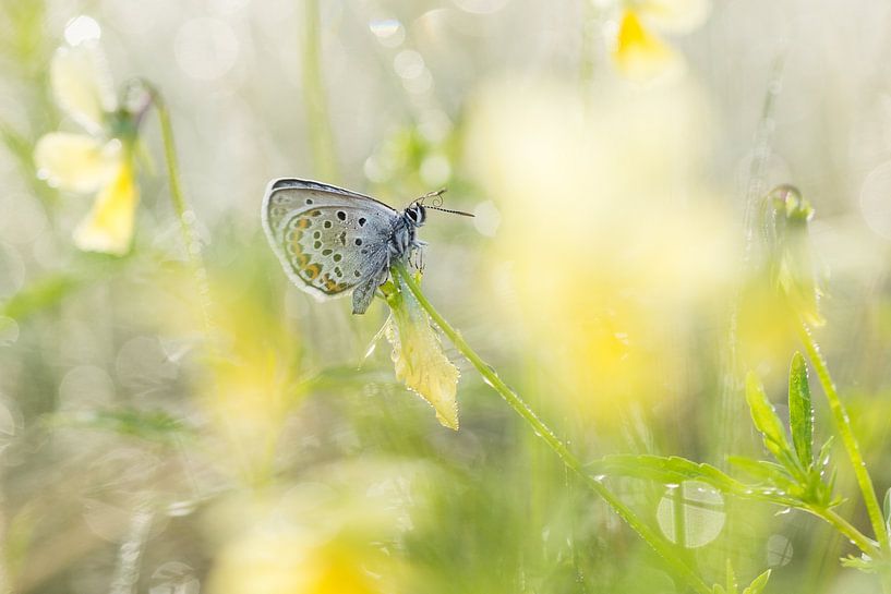heideblauwtje tussen zinkviooltjes by Francois Debets