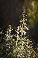 Wildbloem in het ochtendlicht
