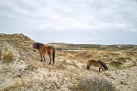 Wildpferde Dünen Bergen aan Zee