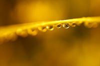 Regendruppel in oranje