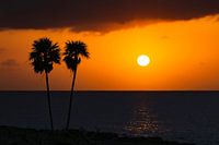 Sunset Palms