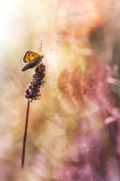 Ardent Liebe von Bob Daalder
