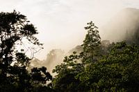 Foggy sunrise in Sinharaja National Park
