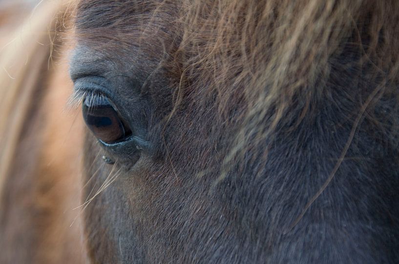 Oog van een pony van Nicky Staskowiak