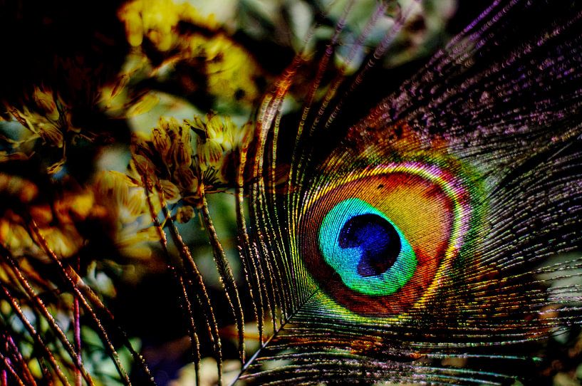 Colorful eye by tolitoy creations
