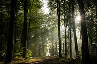 Fog on the Veluwe sunrise
