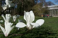 Magnolia