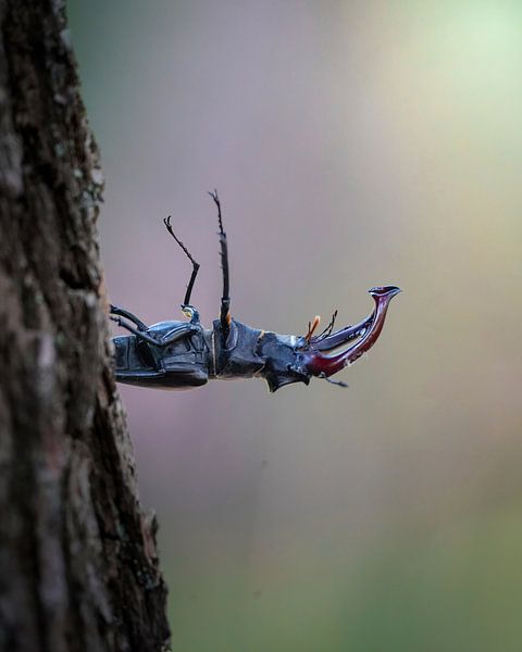 Cerfs volants sur la Veluwe par Tom Zwerver