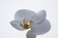 Witte orchidee