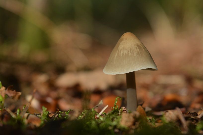 Paddenstoel op stronk in de herfst von Klaas Dozeman