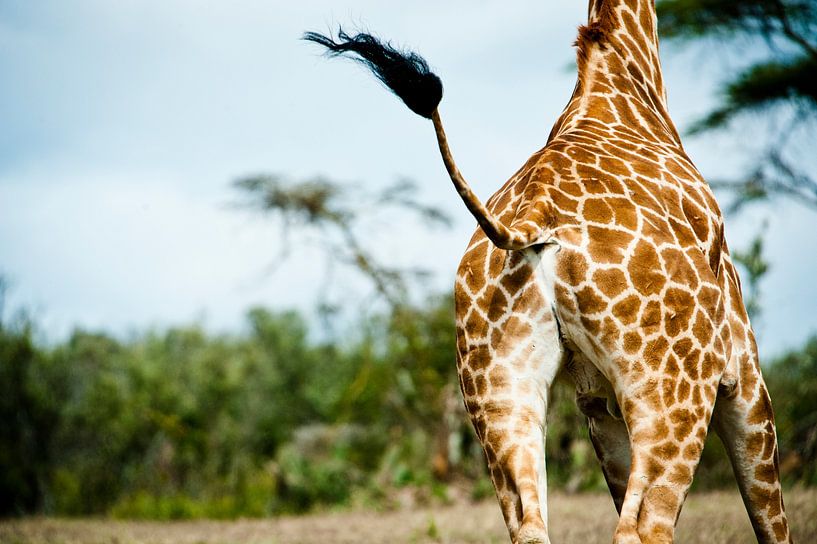 Giraffe im Trab mit wehendem Federschwanz von Opmeer Reports