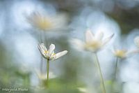 Die mystische Buschwindröschen