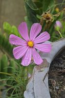Pink cosmos with dewdrops - Wat Lok Moli, Chiang Mai