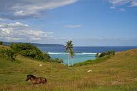 Pferd in tropischer Landschaft