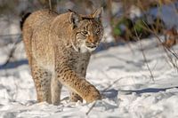 lynx dans la neige