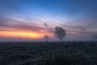 Brouillard sur une prairie le matin