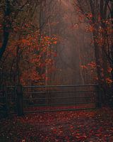 Nebliger Herbstmorgen