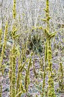 Verzauberte Winter-Natur in den Pyrenäen