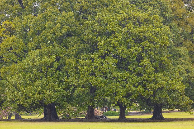 Shinjuku Gyoen National Garden (Japan) by Marcel Kerdijk