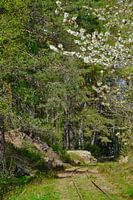 smalspoor in smaland