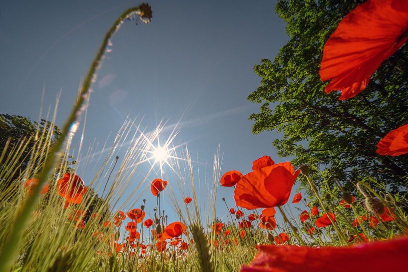 Mohnblumenfeld bei Sonnenaufgang von Kurt Krause
