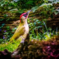 green woodpecker