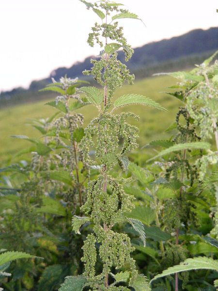 netel by Mirjam van Ginkel