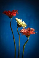 Gerbera still life