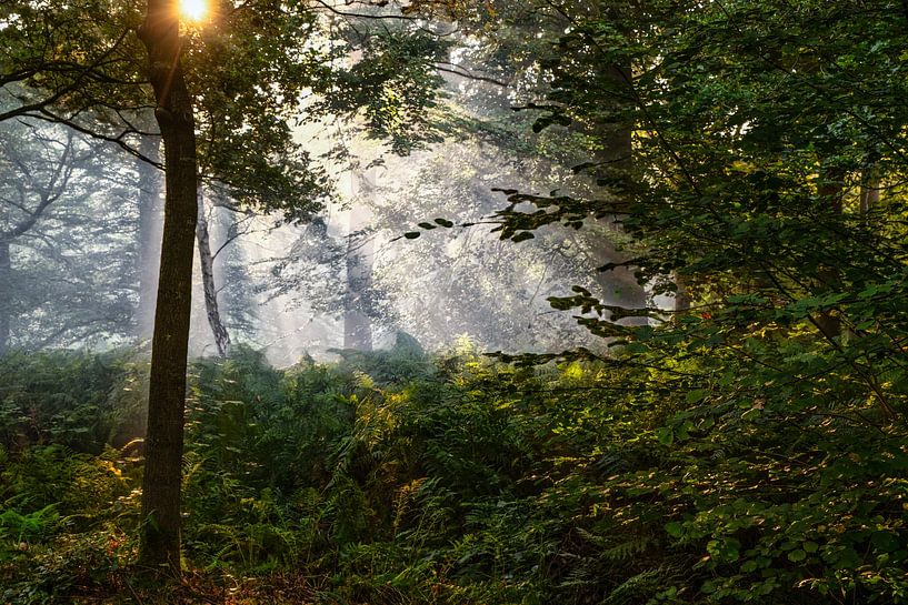 Breda Liesbos dans le brouillard par Egon Zitter