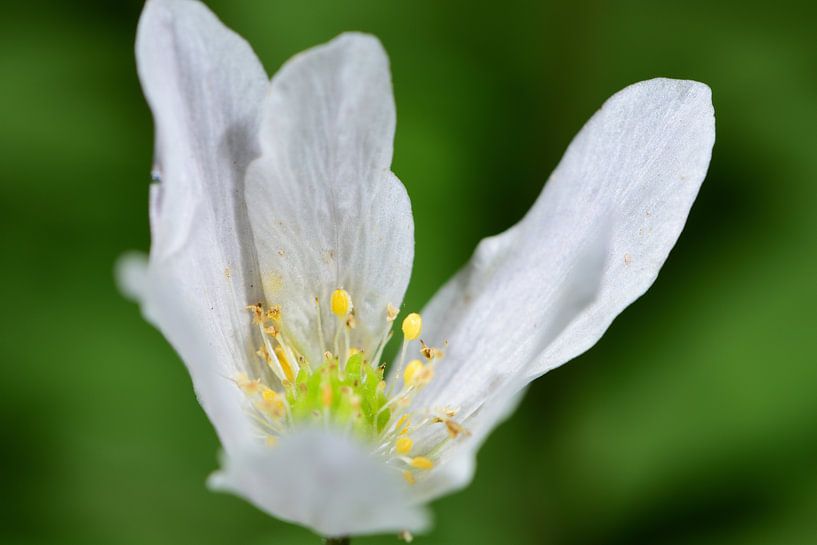 Une anémone de bois par Gerard de Zwaan