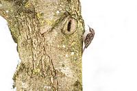 Tree creeper on snowy tree