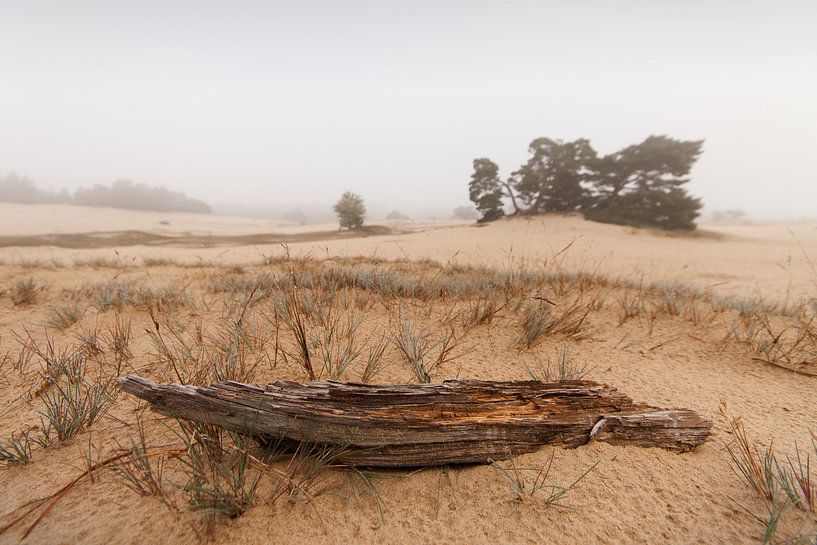 Kootwijkerzand par Halma Fotografie